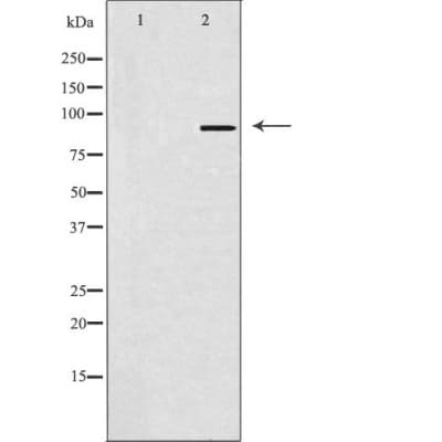 SOX6 Antibody