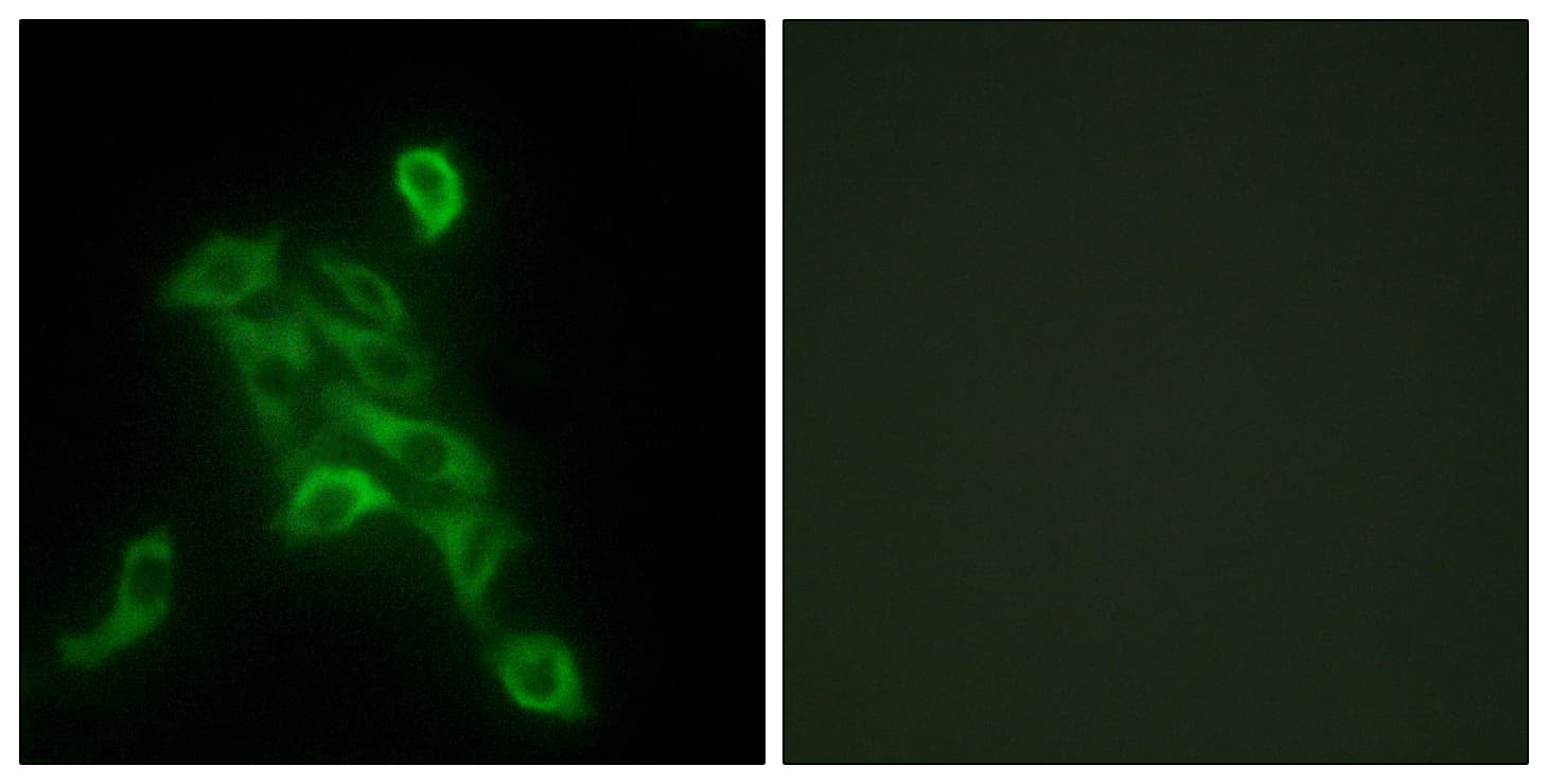 COX6C Antibody (aa11-60)
