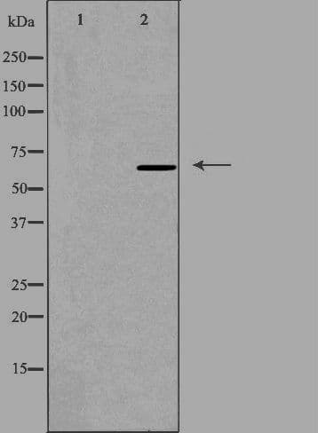 Cytokine IK Antibody