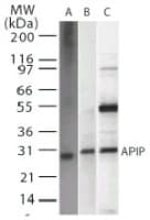 Monoclonal Mouse anti-Human APIP Antibody (clone 19F461, WB)