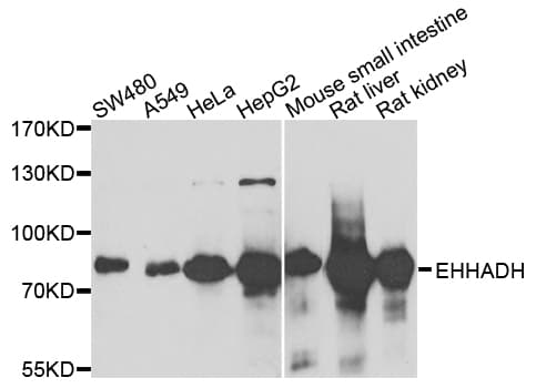 EHHADH / Enoyl-Coa Hydratase Antibody