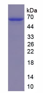 Human SCG3 / Secretogranin 3 Protein (Recombinant His)