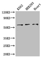 ZRSR2 Antibody