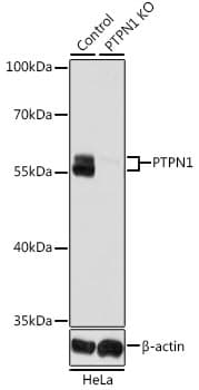 PTP1B Antibody