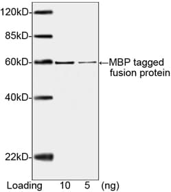 MBP Tag Antibody (clone 5B10B11)