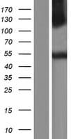 UBR7 / C14orf130 Protein (Over-Expression Lysate Myc-DDK (Flag))