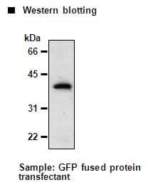 Monoclonal Mouse anti-Mouse GFP Antibody (clone 1E4, IHC, WB)