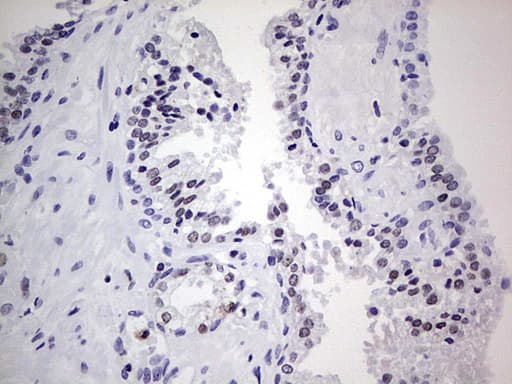 Monoclonal Mouse anti-Human NKX3-1 Antibody (clone OTI9H7, IHC, WB)