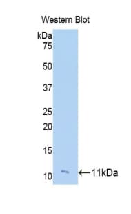 FGF23 Antibody (aa79-160, Biotin)