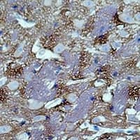 GAP43 Antibody