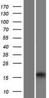 HRASLS2 Protein (Over-Expression Lysate Myc-DDK (Flag))