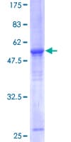 Human ELF5 Protein (Recombinant GST)