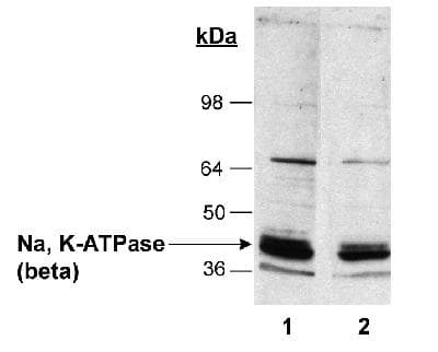 IHC-plus™ Monoclonal Mouse anti-Rabbit ATP1B1 Antibody (clone 464.8 (8A Beta), IHC, WB)