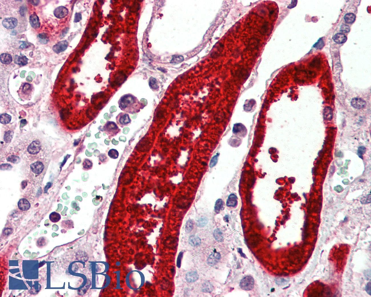 IHC-plus™ SUSD2 Antibody (N-Terminus)