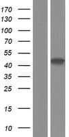 RRAGB / RAGB Protein (Over-Expression Lysate Myc-DDK (Flag))