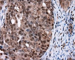 FAHD2A Antibody (clone OTI9B5, Carrier-free)
