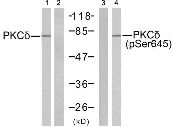 PRKCD / PKC-Delta Antibody (phospho-Ser645)