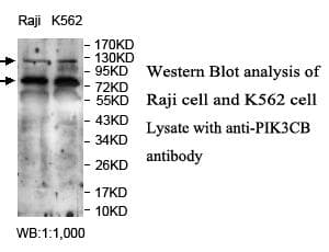 PIK3CB / PI3K Beta Antibody (aa627-917)