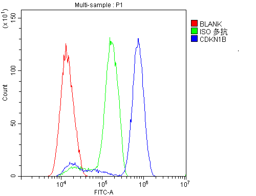 CDKN1B / p27 Kip1 Antibody (aa10-198)