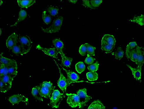 c-Kit / CD117 Antibody