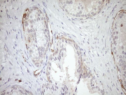 Monoclonal Mouse anti-Human ASPDH Antibody (clone OTI4G8, IHC)
