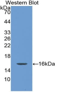 IL-10 Antibody (aa19-178)
