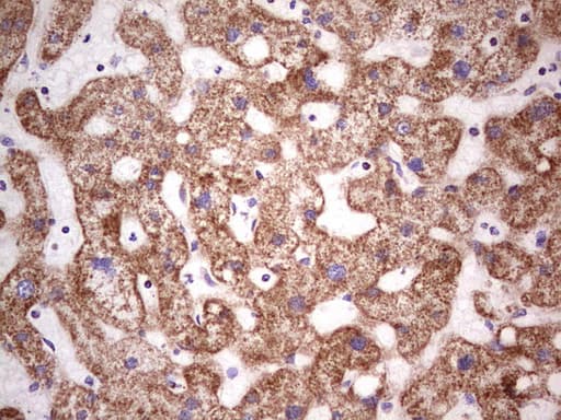 LRRC6 Antibody (clone OTI2F8, Carrier-free)