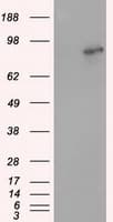 ARNT / HIF-1-Beta Antibody (clone OTI1D1)
