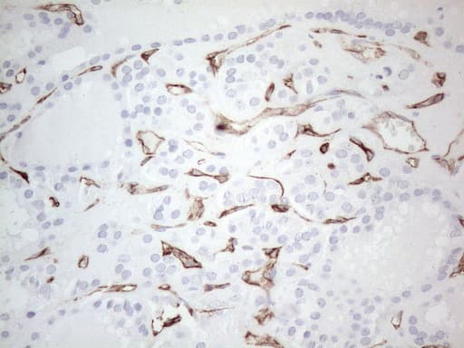 CD34 Antibody (aa312-385, clone OTI11A5)