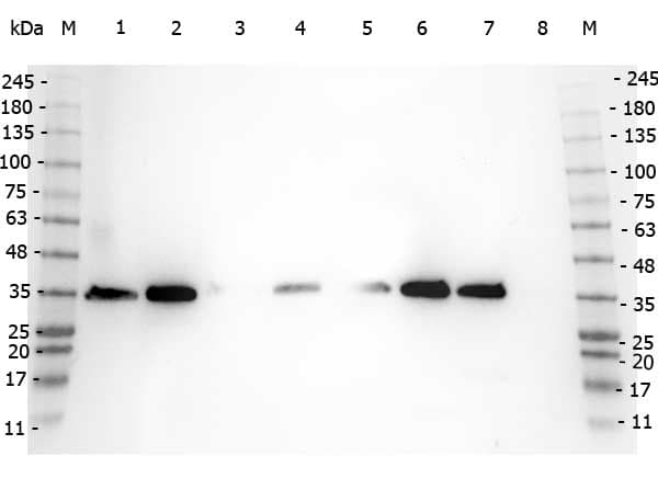 Polyclonal Rabbit anti-Human VDAC1 / PORIN Antibody (IHC, WB)