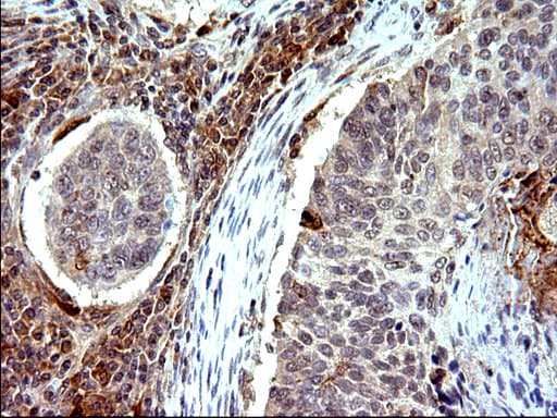 EMC8 / COX4NB Antibody (clone OTI1D6)