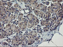 CHN1 Antibody (clone OTI3C6, Carrier-free)