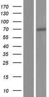 ZNF397 Protein (Over-Expression Lysate Myc-DDK (Flag))
