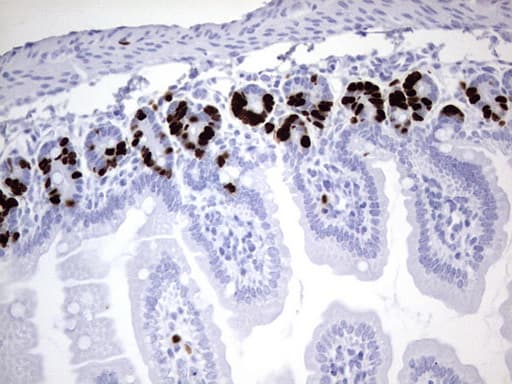 Monoclonal Rat anti-Human IdU / Iododeoxyuridine Antibody (clone 5B6, IHC)