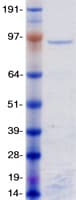 Human ZNF148 / ZBP-89 Protein (Recombinant Myc-DDK (Flag))