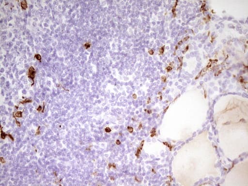 APOBR / APOB48R Antibody (aa780-1088, clone OTI1B1, Carrier-free)