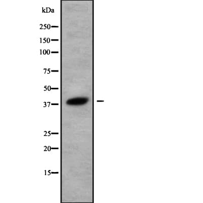OR52K1 Antibody