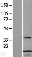 ANAPC13 Protein (Over-Expression Lysate Myc-DDK (Flag))