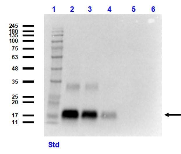 IHC-plus™ GDF15 Antibody (C-Terminus, clone 6D12.H10.E4)