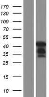 UBAC1 / KPC2 Protein (Over-Expression Lysate Myc-DDK (Flag))