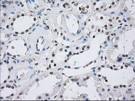 NF45 / ILF2 Antibody (clone OTI6F1, Carrier-free)