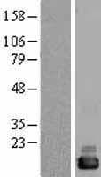 CUTA Protein (Over-Expression Lysate Myc-DDK (Flag))