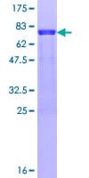 Human MARCKSL1 Protein (Recombinant GST)