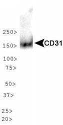 IHC-plus™ PECAM-1 / CD31 Antibody (aa100-300)