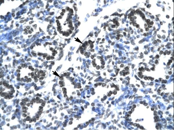 CLDN17 / Claudin 17 Antibody (aa103-152)