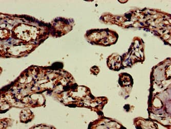 ELMO2 Antibody