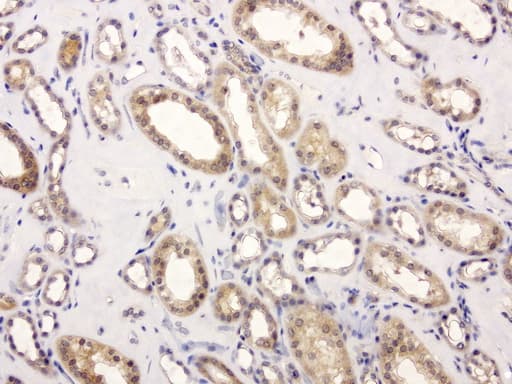 GEMIN8 Antibody (clone UMAB185, Carrier-free)