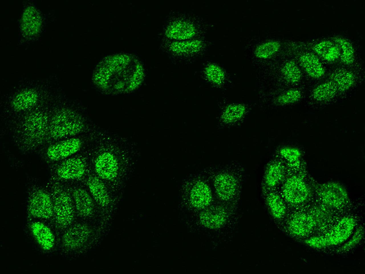 FOXA1 Antibody (Preservative Free)
