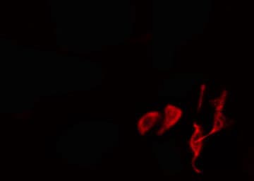 Polyclonal Rabbit anti-Human PEX19 Antibody (IF, WB)