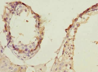 ARTS Antibody